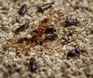 שטיח עם נזק ביולוגי