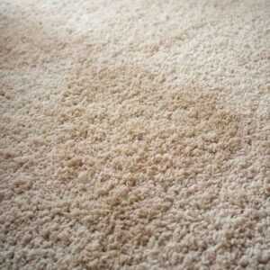 ניקוי שטיח שאגי