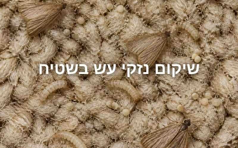 שיקום נזקי עש בשטיח